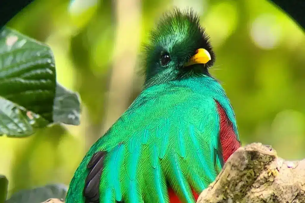 a colorful bird perched on a tree branch