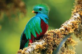 a colorful bird perched on a branch