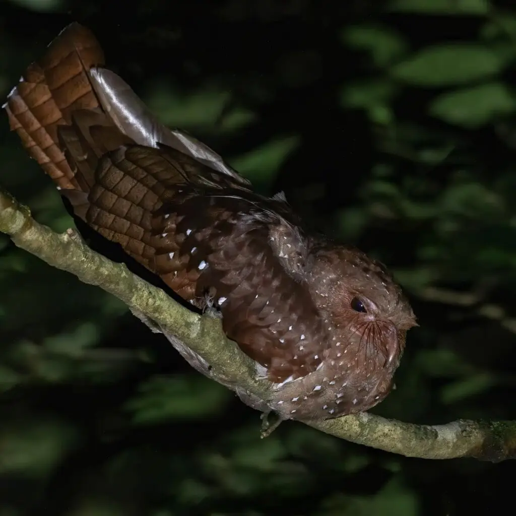 Oil Bird spotted at El Refugio Night Walk