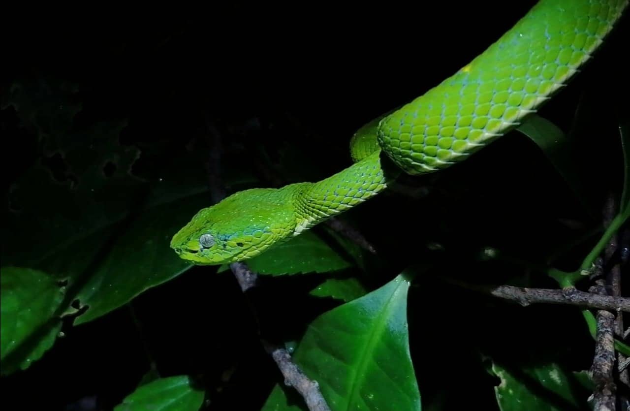 a close up of a snake