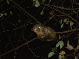 a Kinkajou at Kinkajou Night Walk