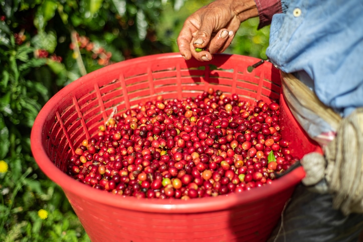 Monteverde Coffee Tour