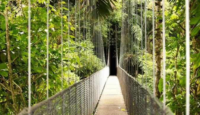 A hanging bridge surrounded by trees