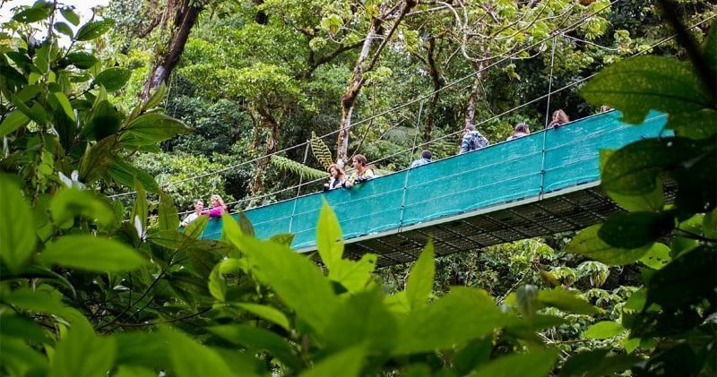 a close up of a hanging bridge at Sky Walk Monteverde