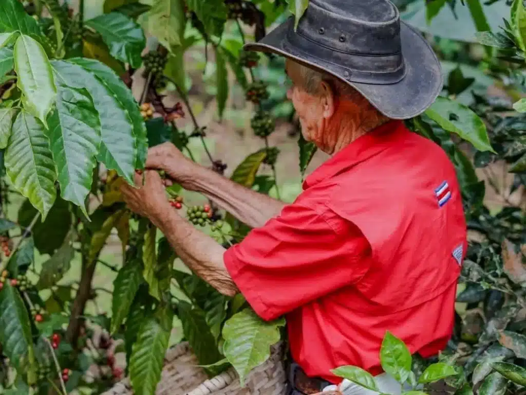A person picking up coffee on a Coffee Tour at Monteverde Tours.