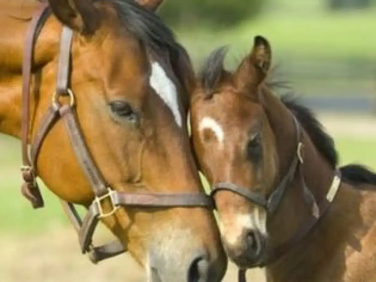 A close-up of two horses on a Monteverde Horseback Riding tour
