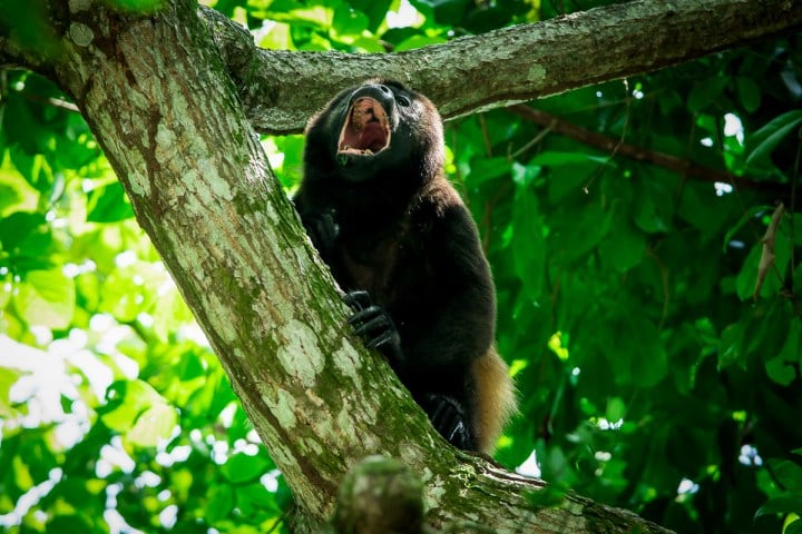 Mangrove-Manuel-Antonio-Monkey (1)