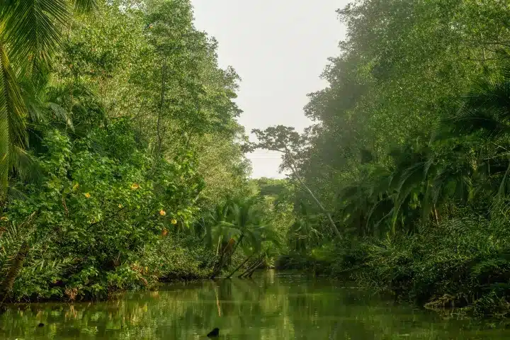 Mangrove in Manuel Antonio