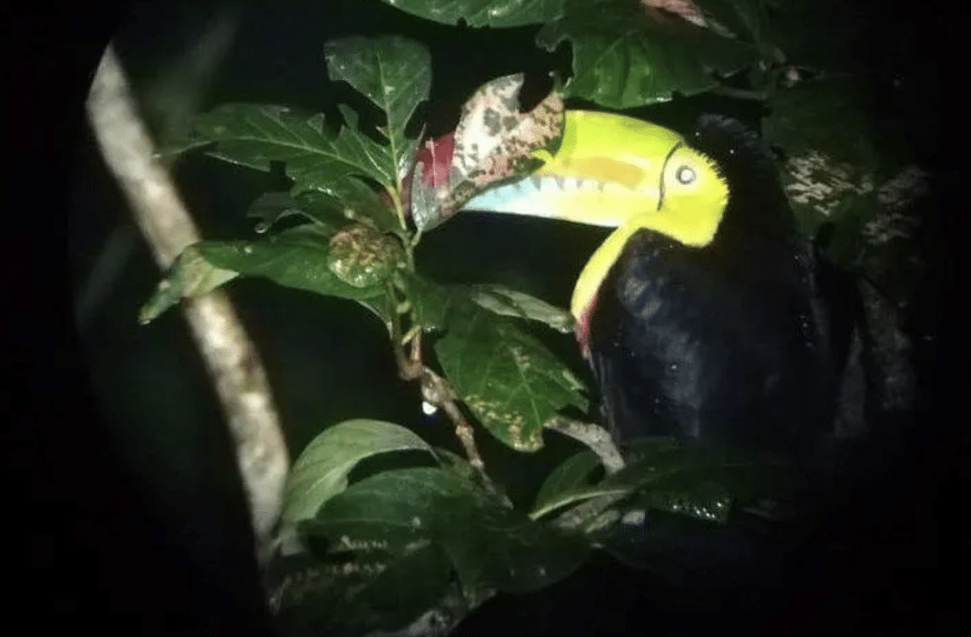 a Toucan at Ficus Trails Night Tour