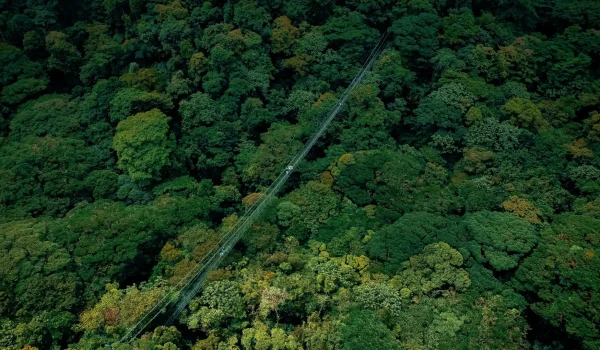 Selvatura Hanging Bridges