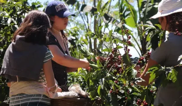 People harvest coffee from plants.