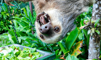 Natuwa Sanctuary Sloth