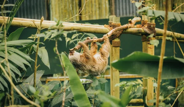 Selvatura Sloth Sanctuary