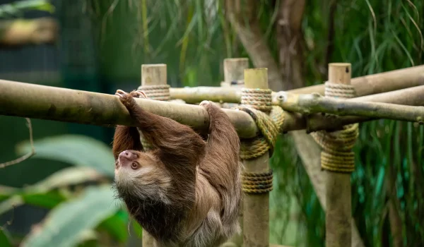 Selvatura Sloth Sanctuary