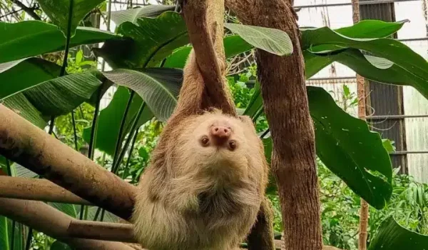 a person sitting on a tree branch