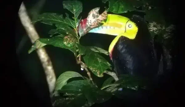 A Toucan at Ficus Trails Night Tour