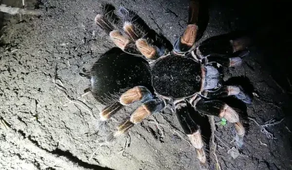 a tarantula spotted at Kinkajou Night Walk