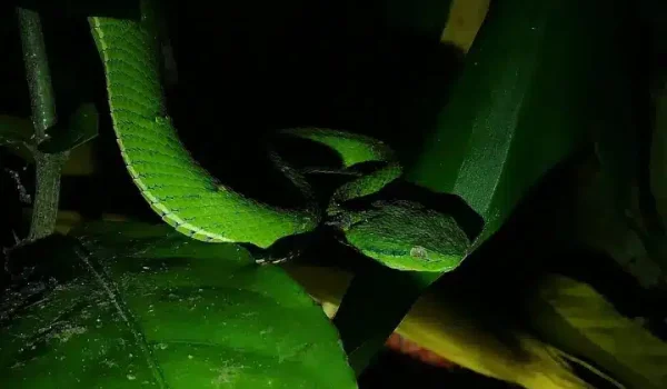 a close up of a viper spotted at Viper Snake at Kinkajou Night Walk