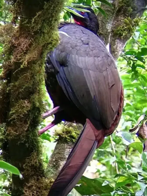 Black-Guan-at-Monteverde-Bird-Watching-Tour-e1697397027163