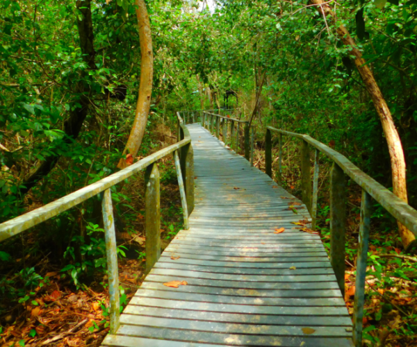 Cahuita National Park Wooden Bridge