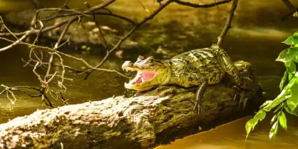 Caiman-Cano-Negro-r5k3uc2zmkq9fpzz47whvbc7m1glv5f88u002pliuk