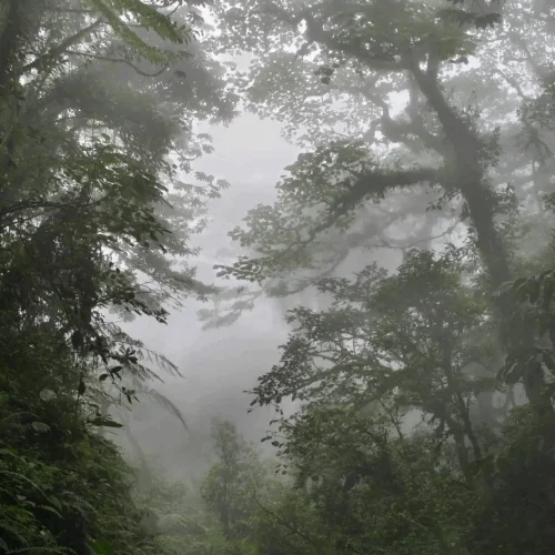 Cloud Forest Monteverde