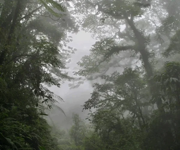 Cloud Forest Monteverde