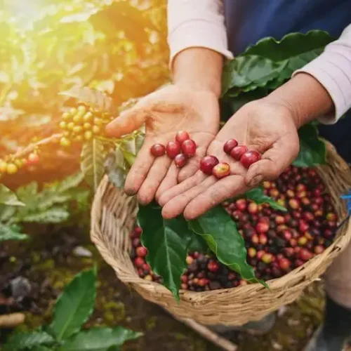 Coffee Tour Monteverde