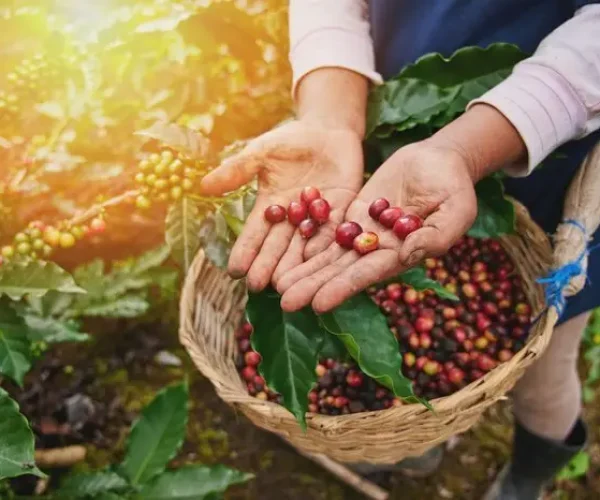 Coffee Tour Monteverde