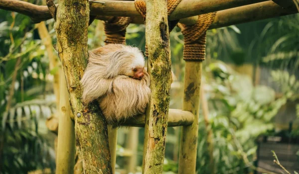 Selvatura Sloth Sanctuary