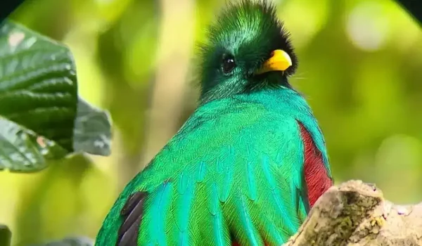 a colorful bird perched on a tree branch