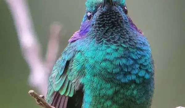 a colorful bird perched on a tree branch