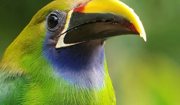 a colorful bird