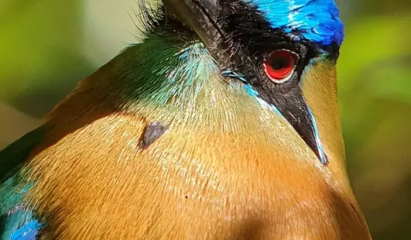 Curi-Cancha-Birwartching-Tour-5 (1)