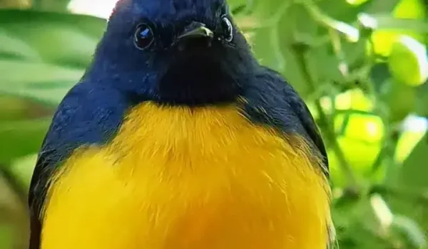 a colorful bird perched on a tree branch