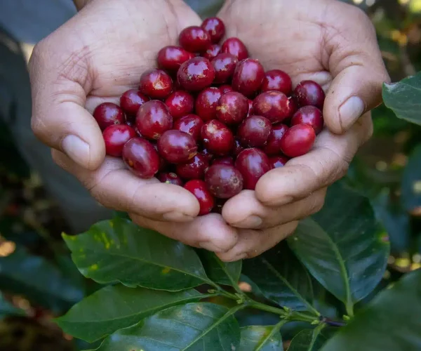coffee beans on hand