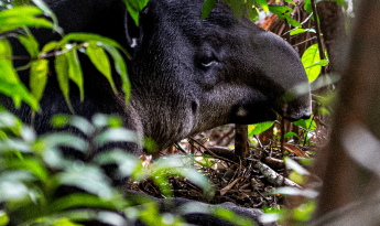 Natuwa Tapir
