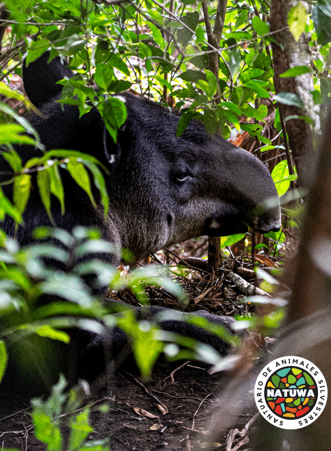 Natuwa Tapir
