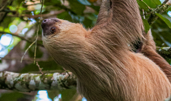 Natuwa Sloth