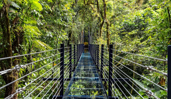 Glass Bridge Treetopia Park