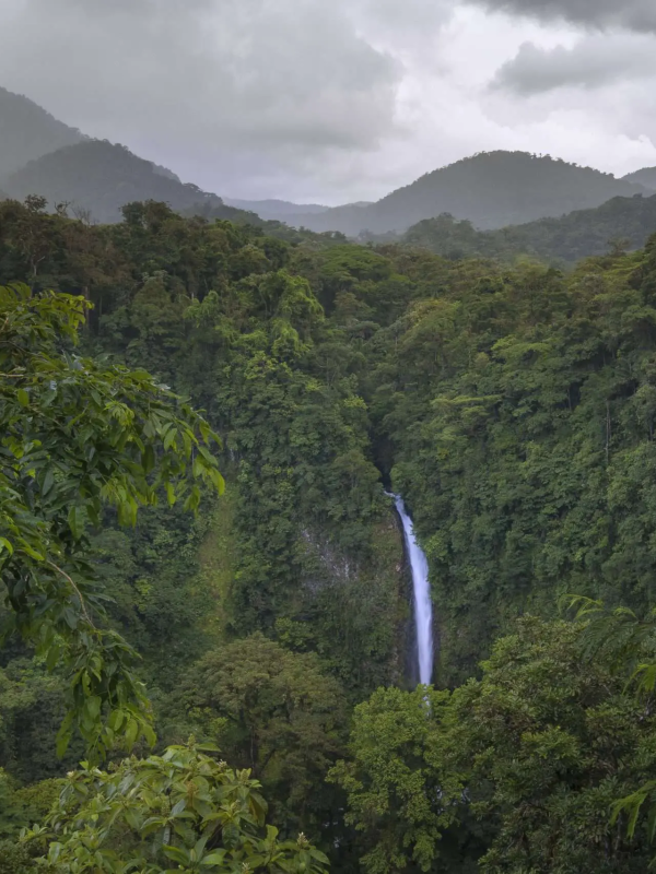 La Fortuna Tropical Rain Forest 3