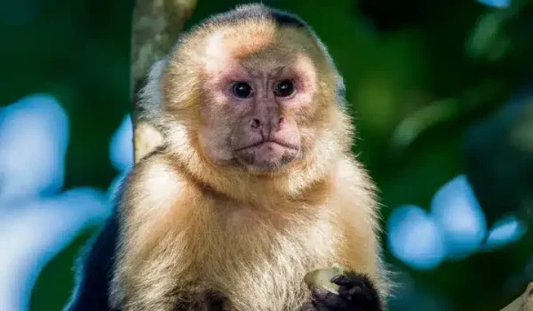 a monkey looking at the camera