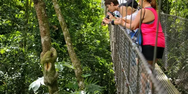 A group of people watching a sloth from a bridge at Mistico Hanging Bridges