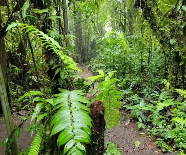a picture of trees and leaves in monteverde cloud forest