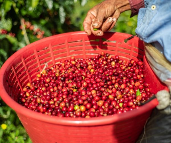 Monteverde Coffee Tour