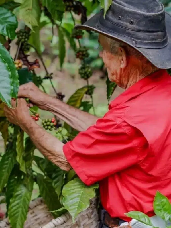 A person picking up coffee on a Coffee Tour at Monteverde Tours.