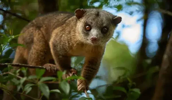 Monteverde Cloud Forest Wildlife