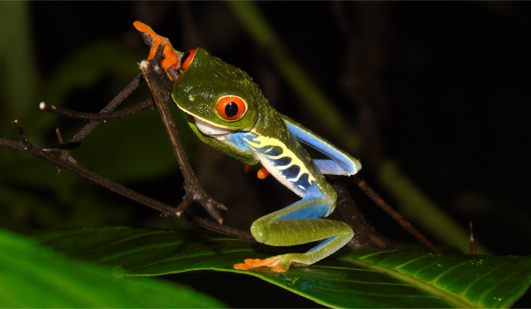 Monteverde Night Tour