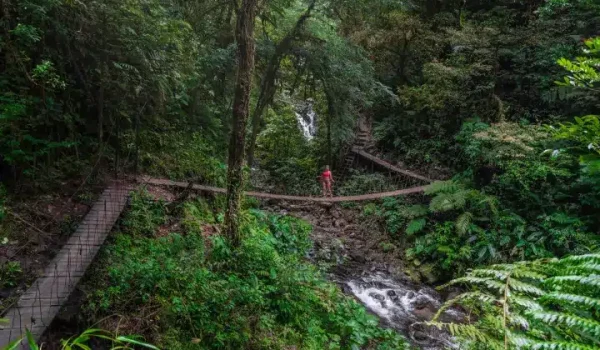 a green plant in a forest on a Monteverde Waterfall Tour