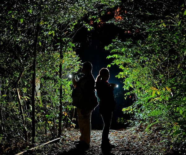 Night Tour Cahuita 2